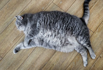 뚱뚱한 고양이.