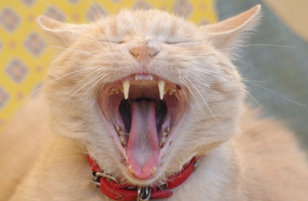 큰 입을 벌리는 고양이.