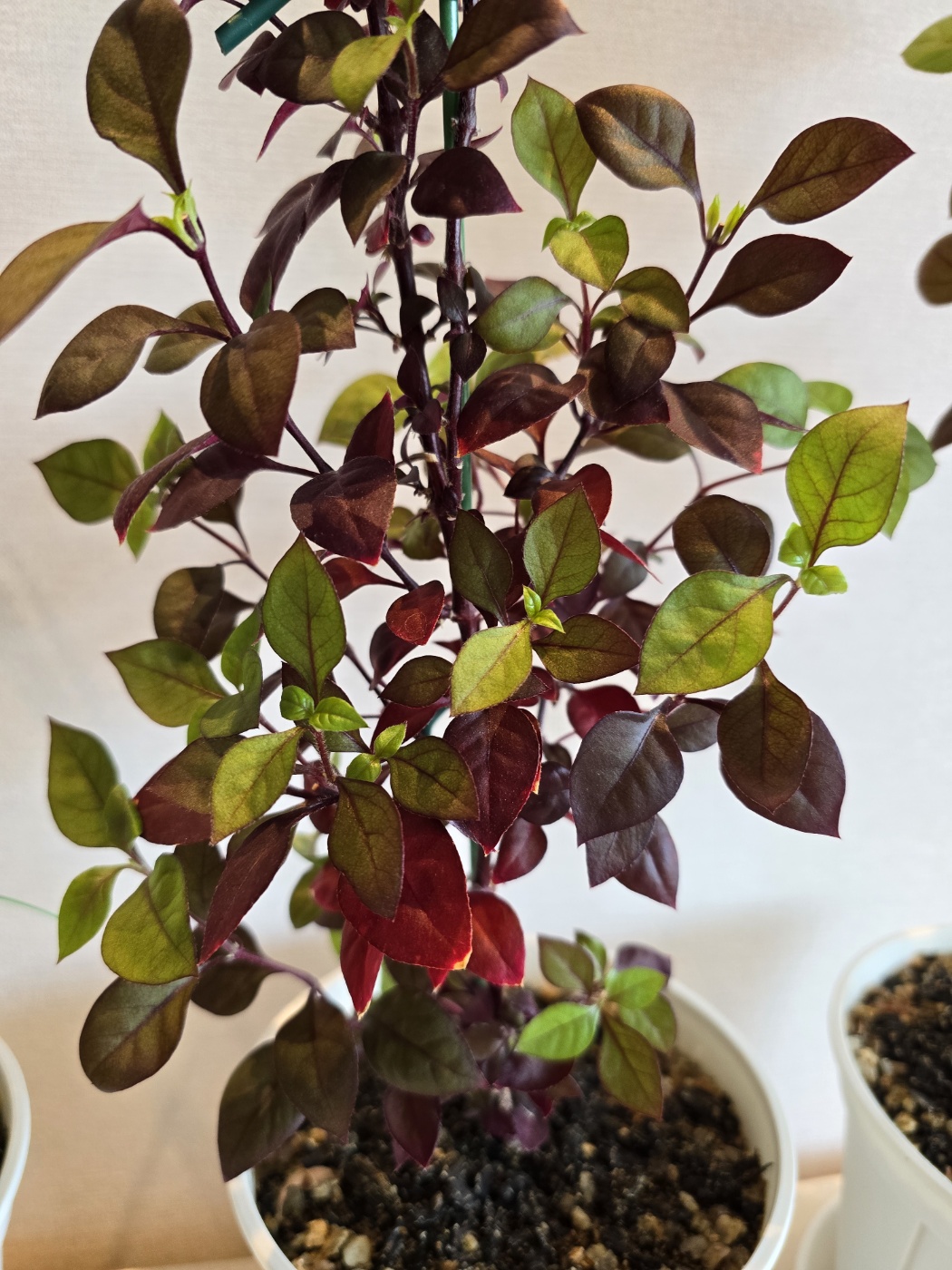 초록색과 붉은색이 어우러진 퍼플프린스