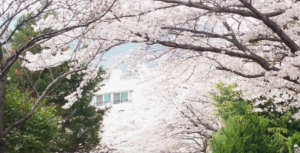 벚꽃명소