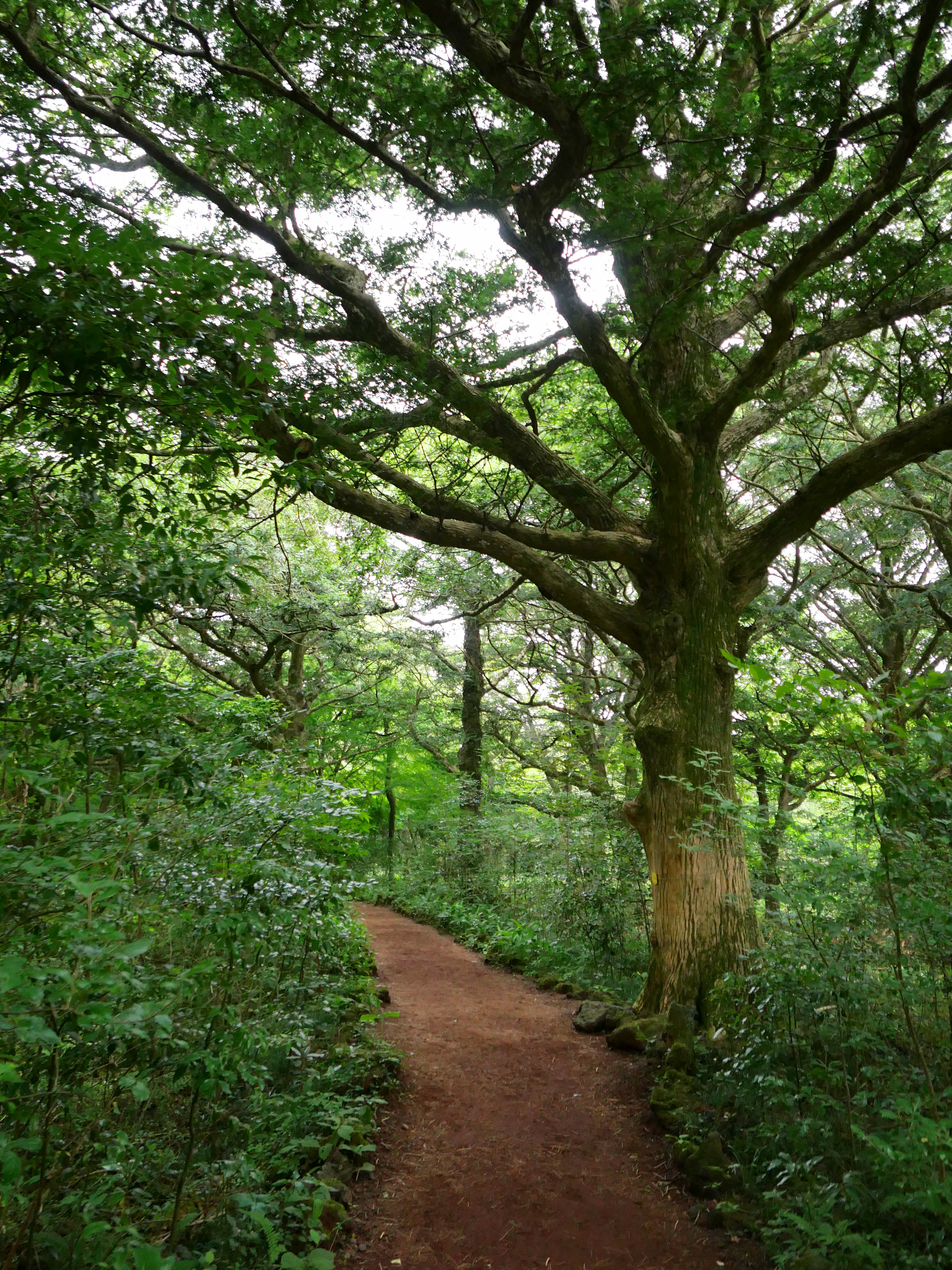 비자림 비자나무 숲에서 맨발걷기 좋은 화산송이 흙길 by 피어나네 저작권 없는 고화질 무료 이미지 바로가기