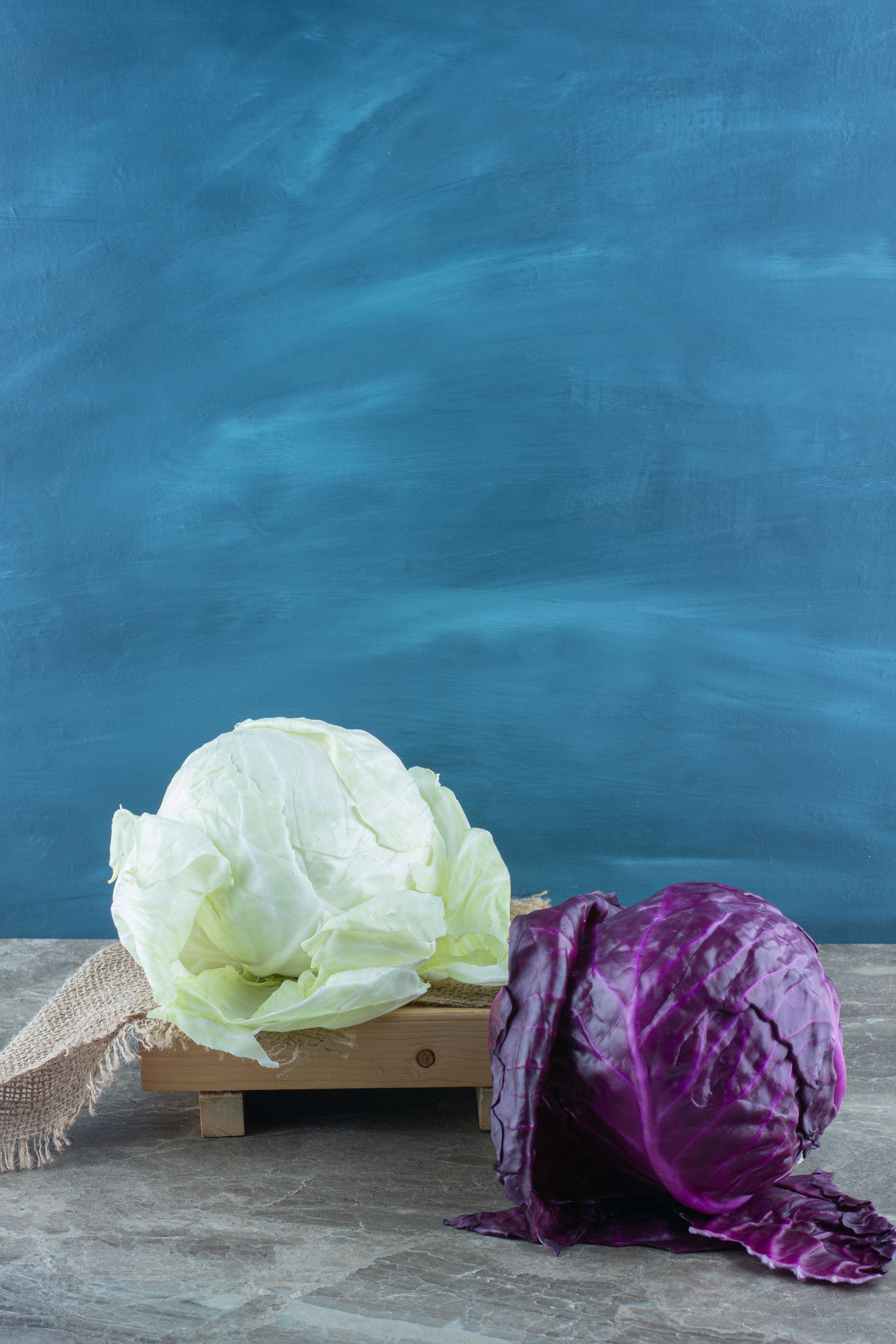 [농업]아파트에서 양배추 재배하기 &ndash; 실내에서도 건강한 채소 기르는 법