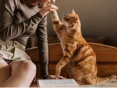 고양이가 죽는 꿈 해몽 꿈풀이 고양이 꿈