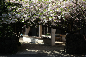 제주겹벚꽃 #제주여행 #제주봄꽃명소 #제주도겹벚꽃 #제주사진맛집 #4월제주여행 #겹벚꽃명소 #제주시겹벚꽃 #서귀포겹벚꽃 #제주봄여행추천