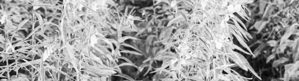 참깨 파종시기: 유의사항