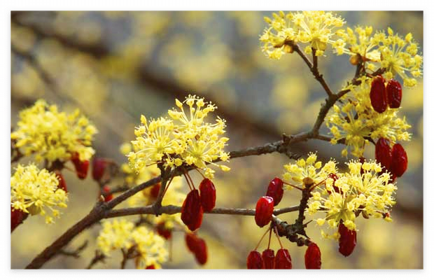 산수유꽃 및 산수유열매