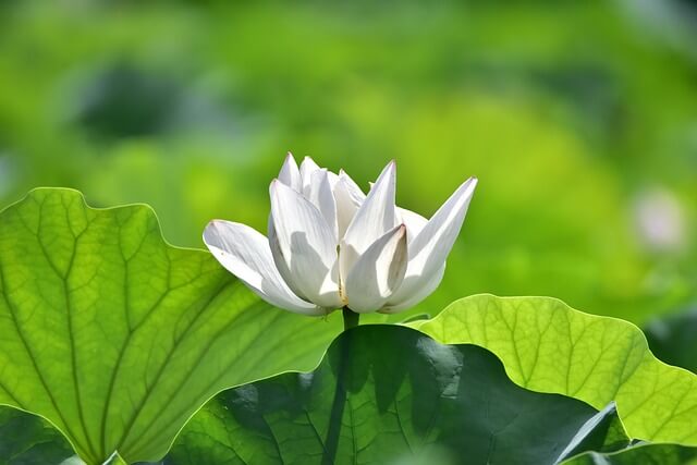 서울 근교 가볼만한곳 세미원