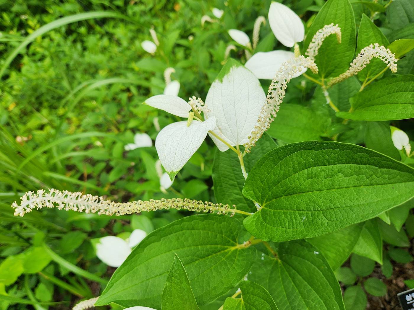 삼백초