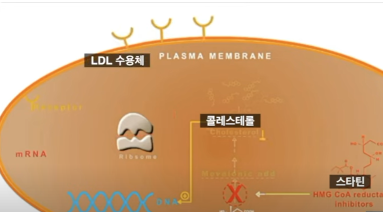 스타틴의 치료 원리