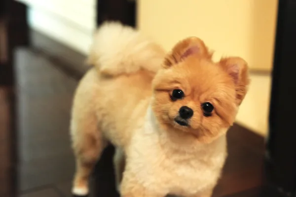 강아지 고개 갸우뚱 이유 의미 뜻_2