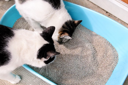 화장실에 있는 하얀 고양이.