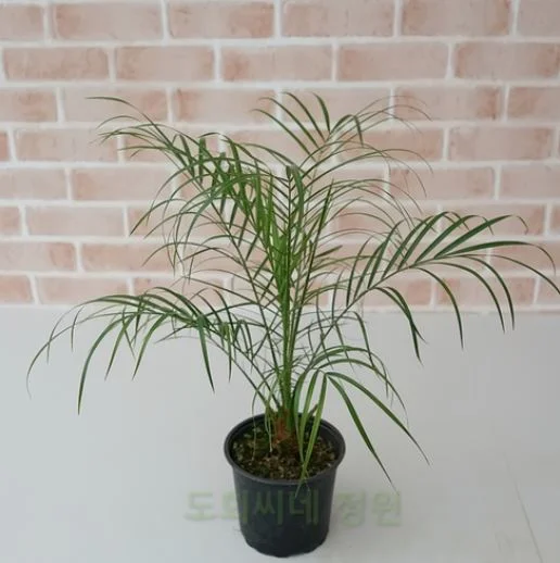 피닉스야자_도희씨네 정원