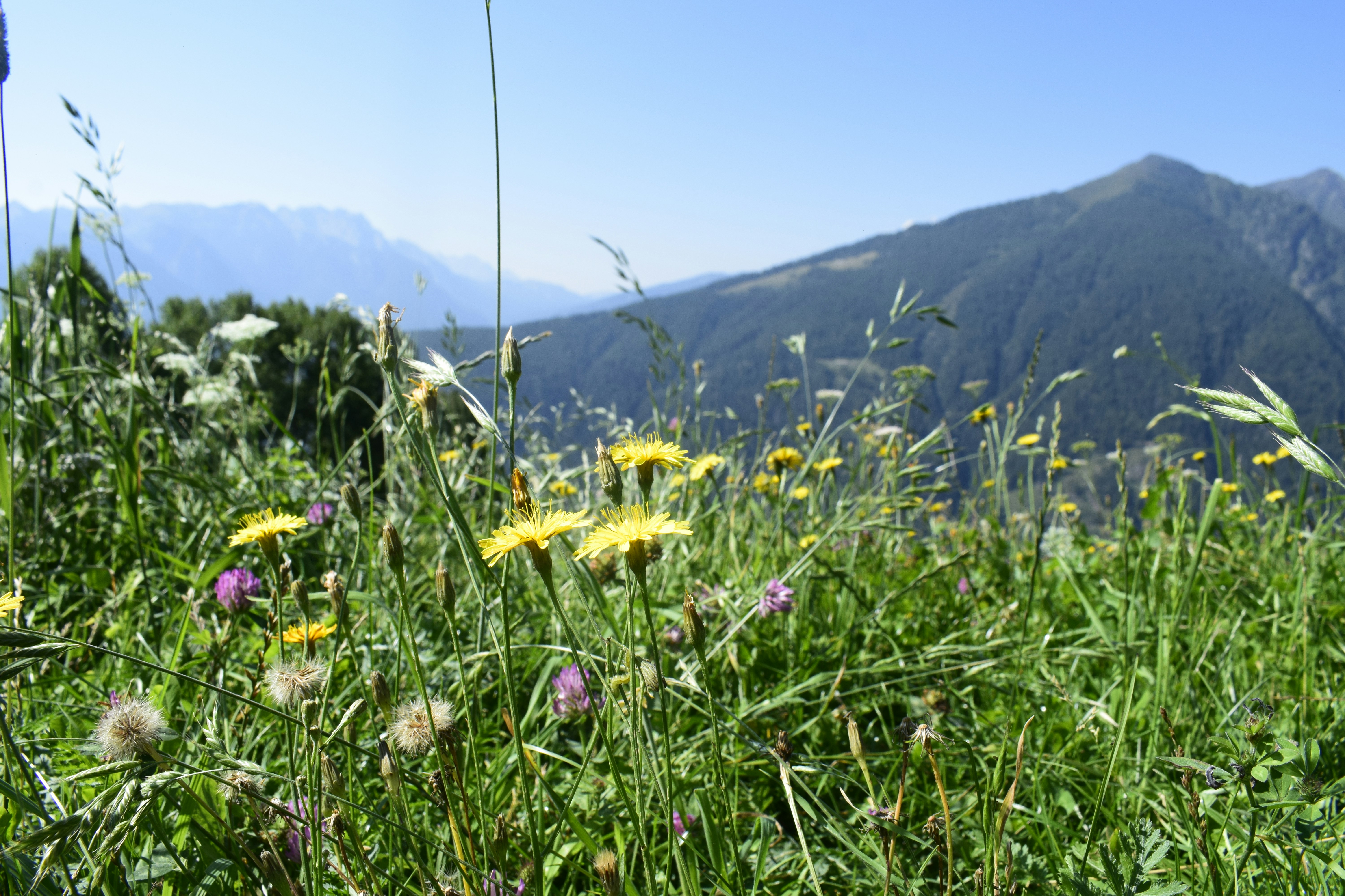 산속 약초와 자연의 풍경 관련 사진