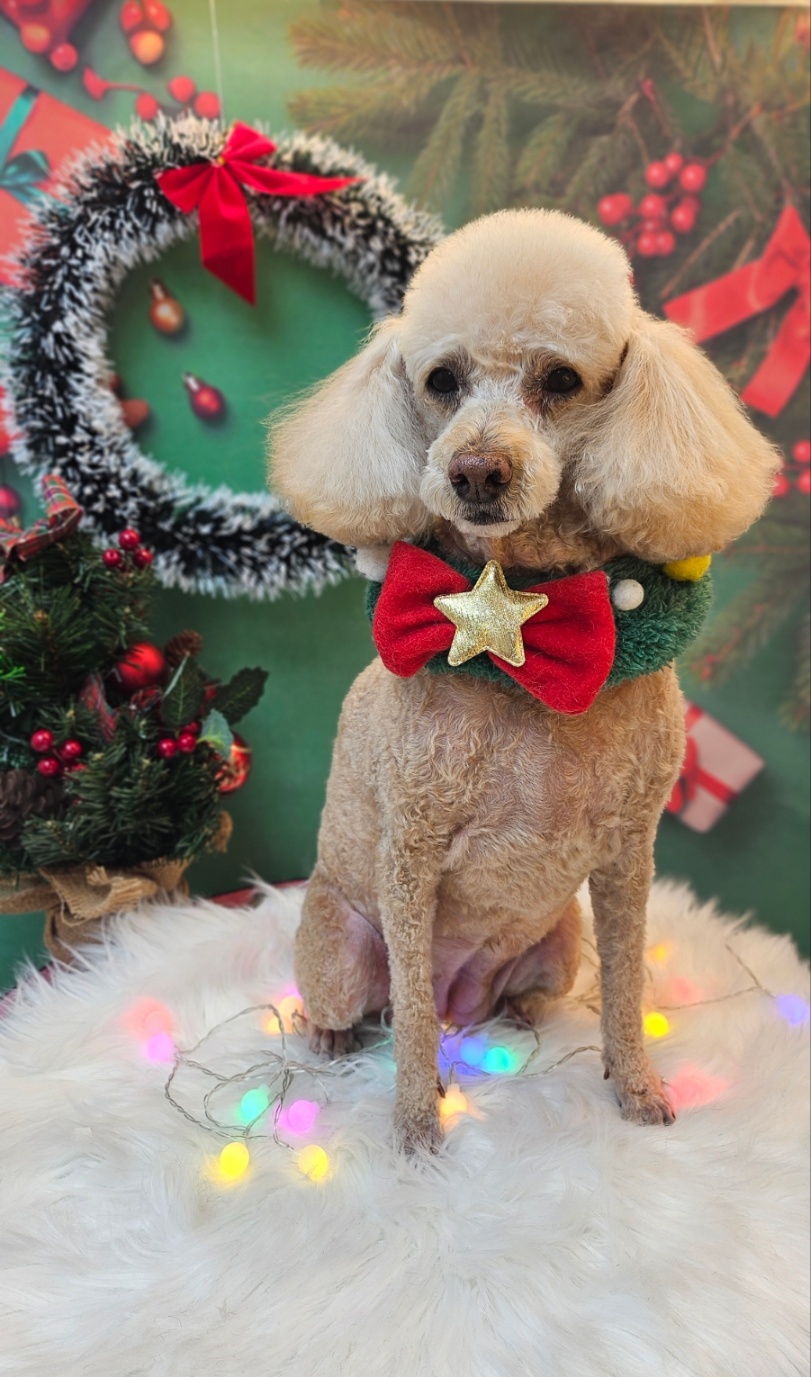 경기 광주 양벌동 덕자네 미용실, 애견 미용, 탄산스파, 각질정리, 각질제거, 겨울철 피부 관리