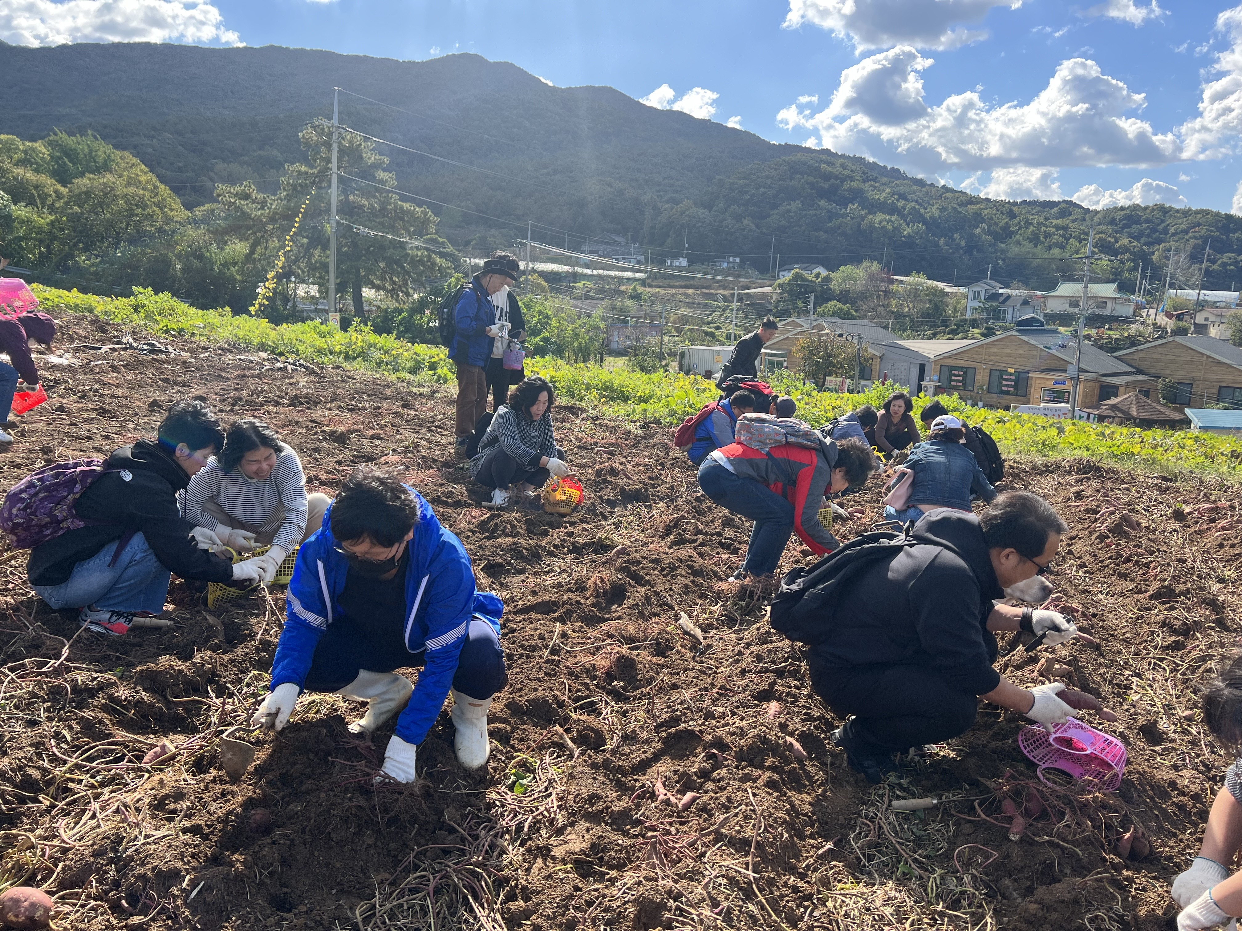 사진 설명: 고구마를 바구니에 담고 있는 회원들 모습