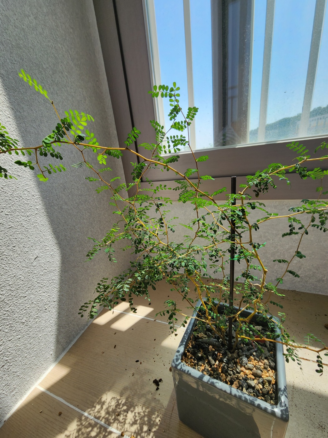 매우 건강했던 소포라