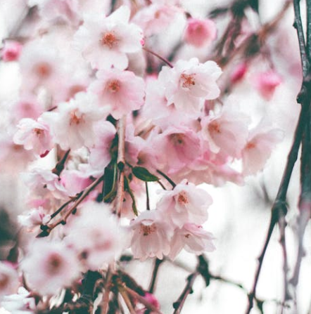 서울 벚꽃 개화시기 2025