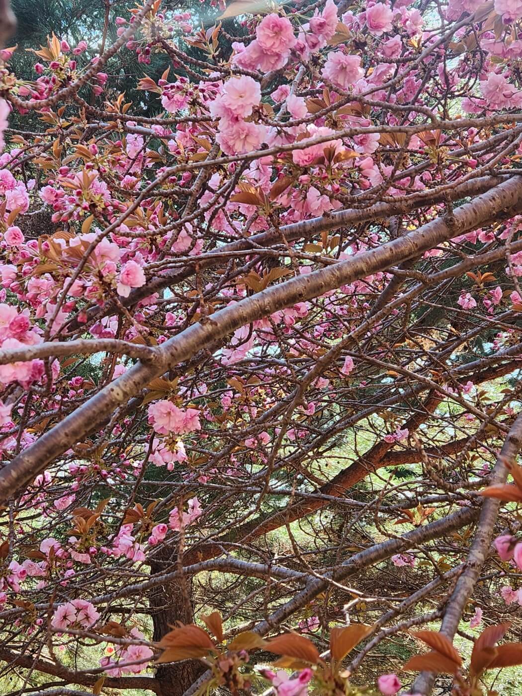 겹벚꽃4월15일자