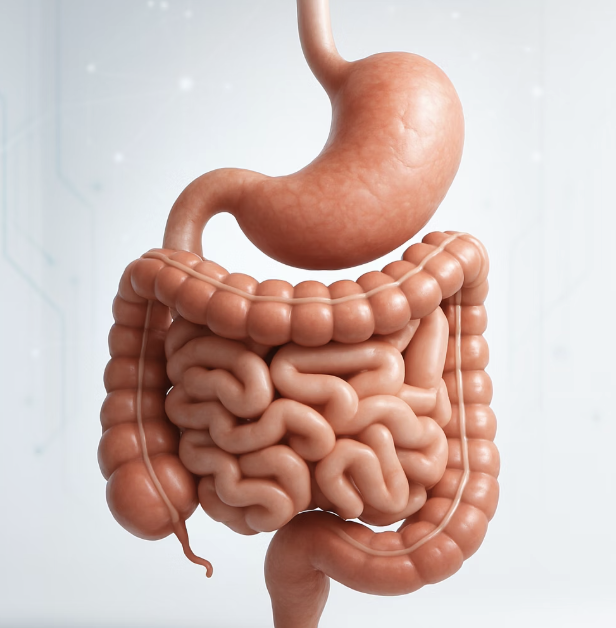 더부룩한 속을 다스리는 소화 도우미