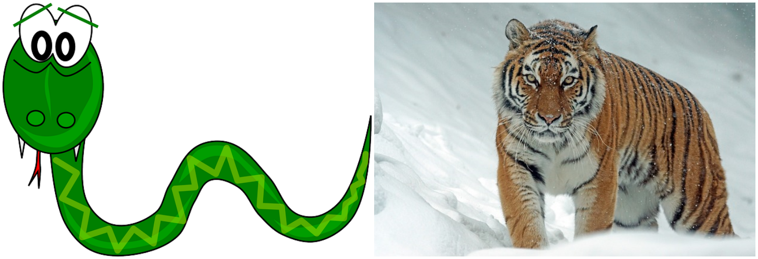 뱀과 호랑이 사진