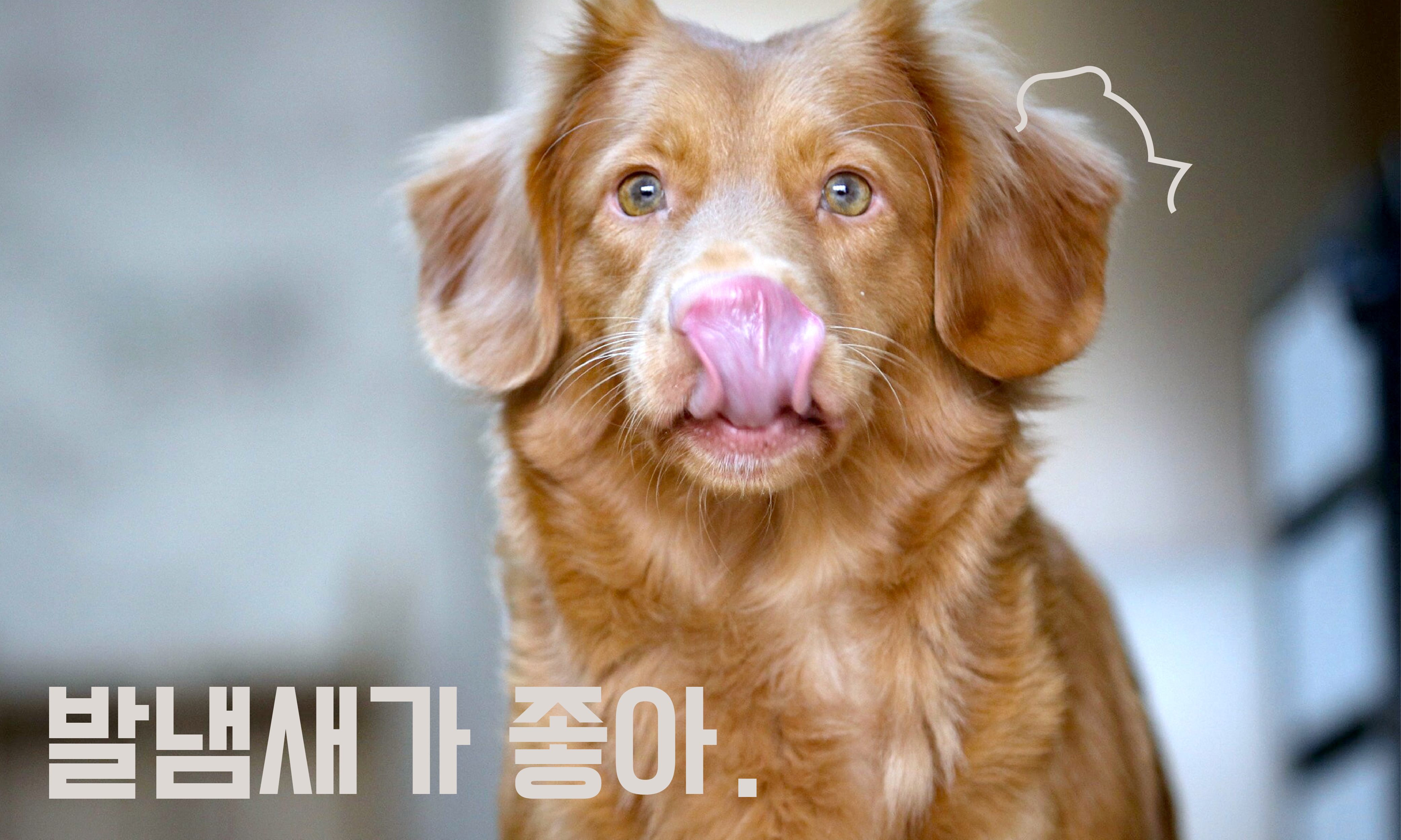 강아지의-발사탕