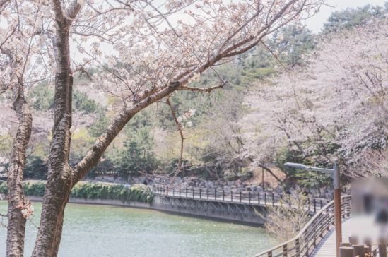 해운대 벚꽃
