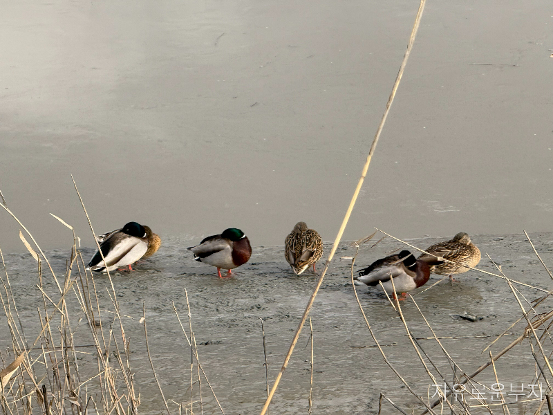 시흥갯골생태공원 명소