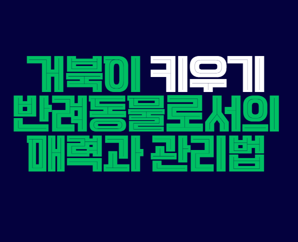 거북이_키우기