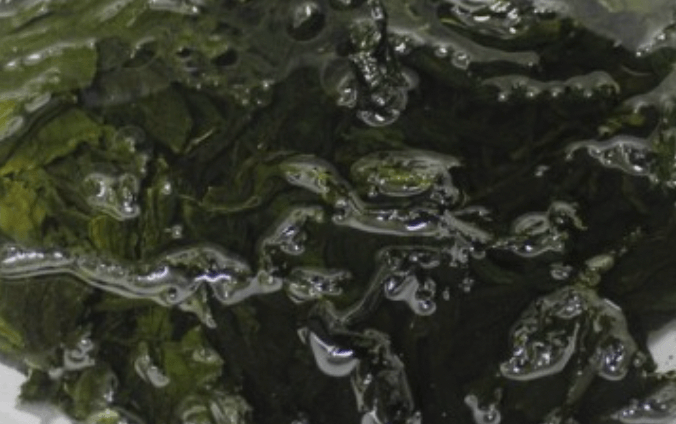 물에-불려진-미역줄기