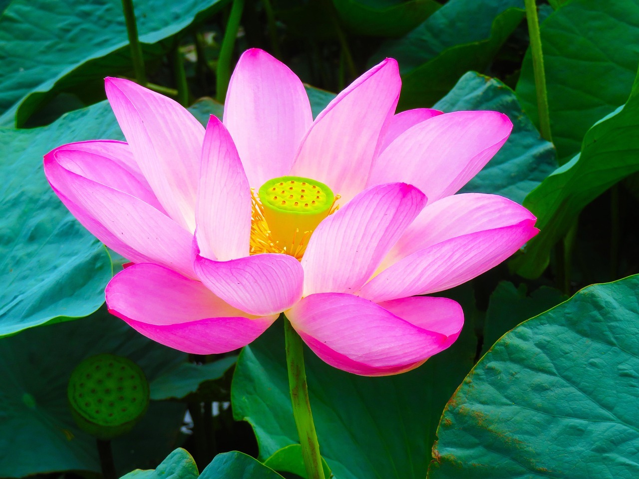 양평 세미원 연꽃