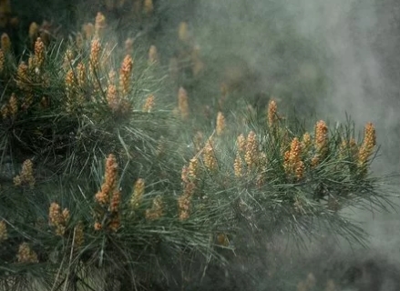 송화가루 시기와 꽃가루지수 확인 사이트