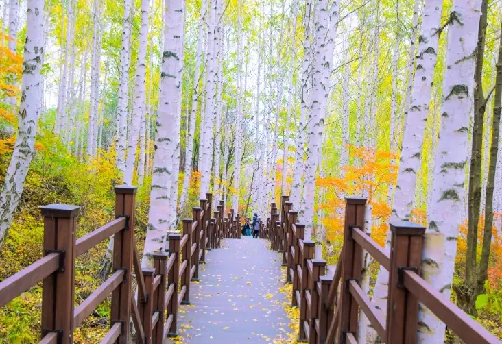 겨울방학 국내 여행지-
울창한 자작나무 숲 사이로 나무데크 다리
