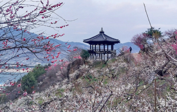 전국봄꽃명소