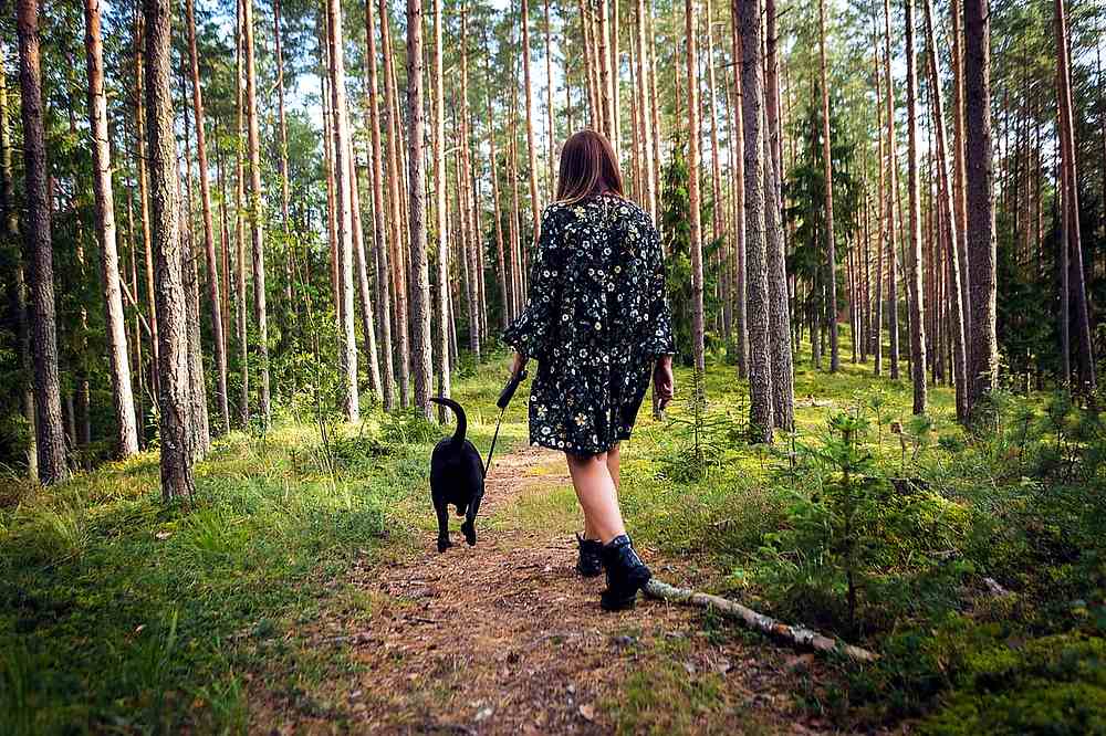 키 큰 소나무 숲길을 꽃무늬 원피스를 입은 여성이 검은 개와 함께 산책하며, 햇살이 부드럽게 비치는 평온한 아침 풍경