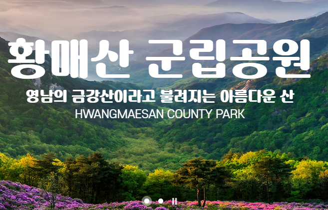 황매산 철쭉축제 실시간 개화상황