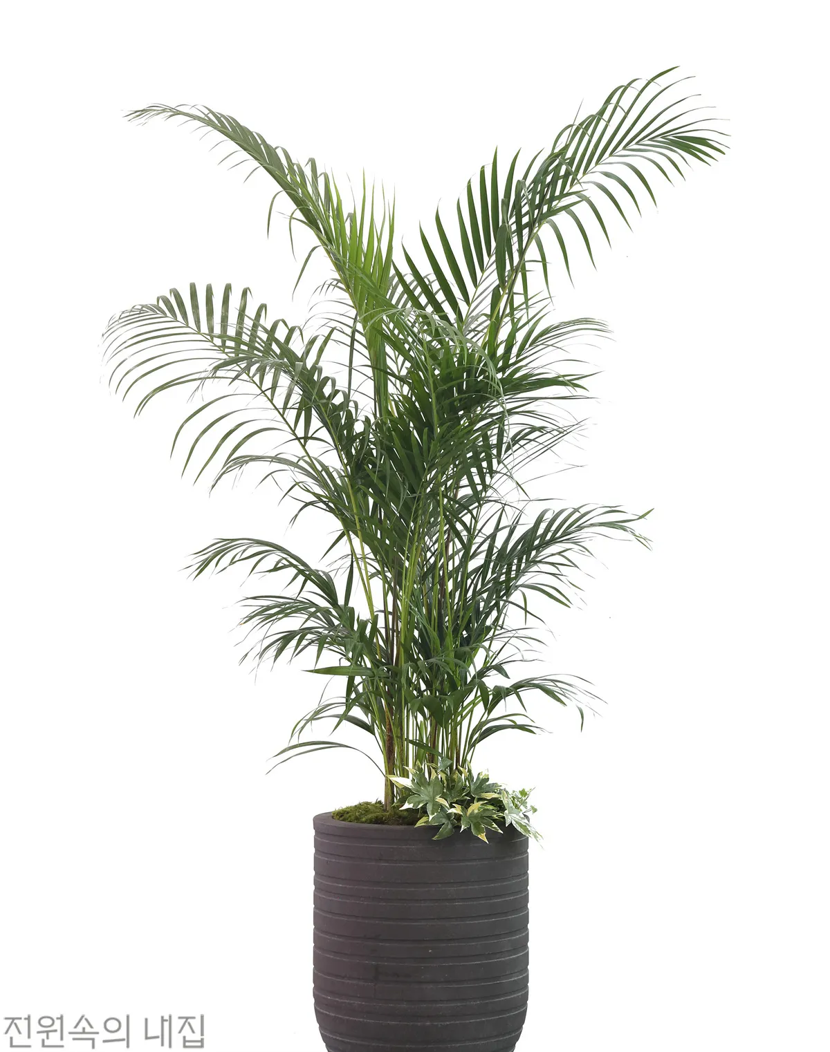 물없이 잘 자라는 실내 식물 추천_2