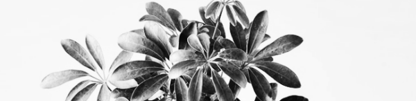 홍콩야자 관리방법: 18~24도