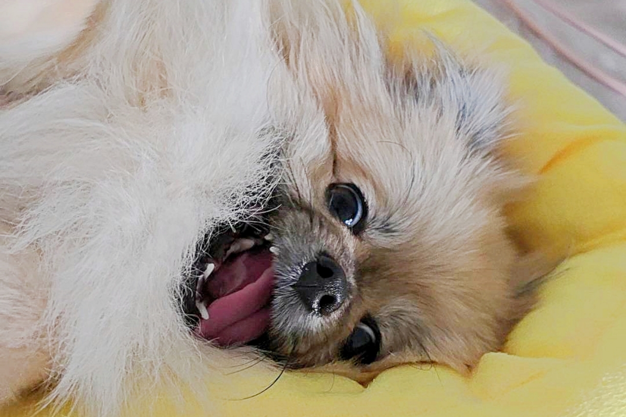 불만을 표현하는 표정의 강아지