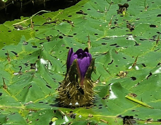멸종위기 동식물 가시연꽃을 지키는 방법: 얕은 연못·늪지의 ‘수질·수심·교란’ 보전