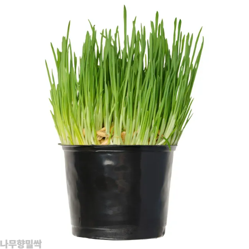 밀싹