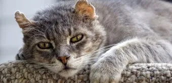 노령묘 질병 습식 사료_2