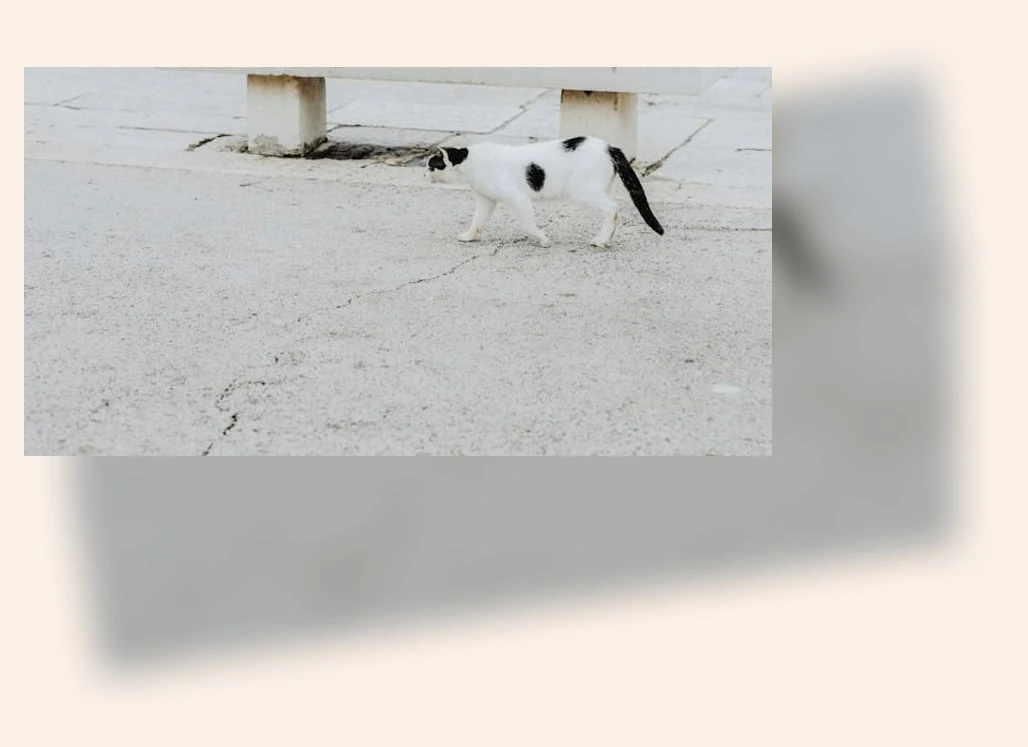 스핑크스 고양이 입양_2_subsection