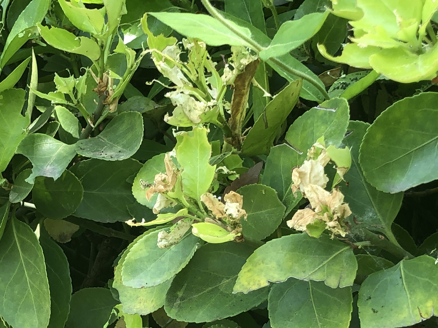 노랑털알락나방4