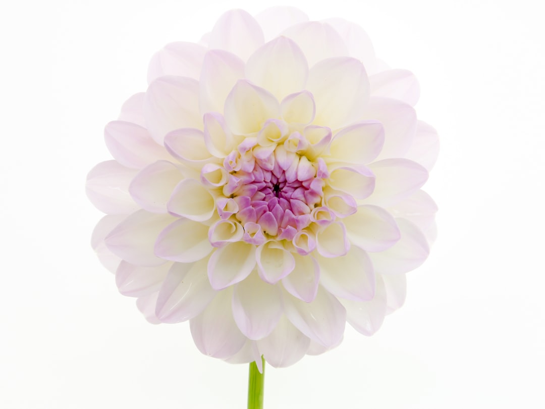 Dahlia