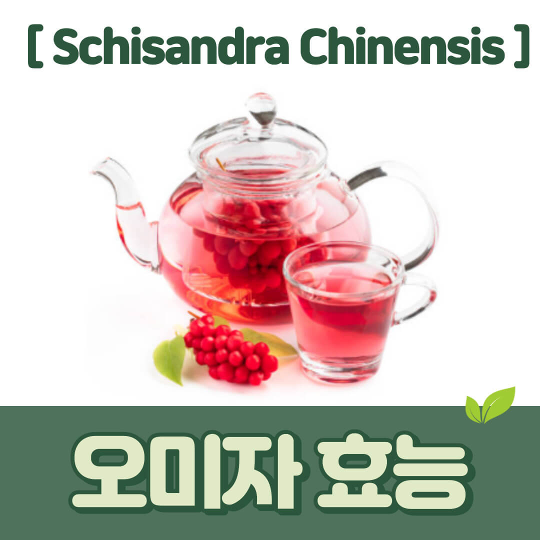오미자 효능