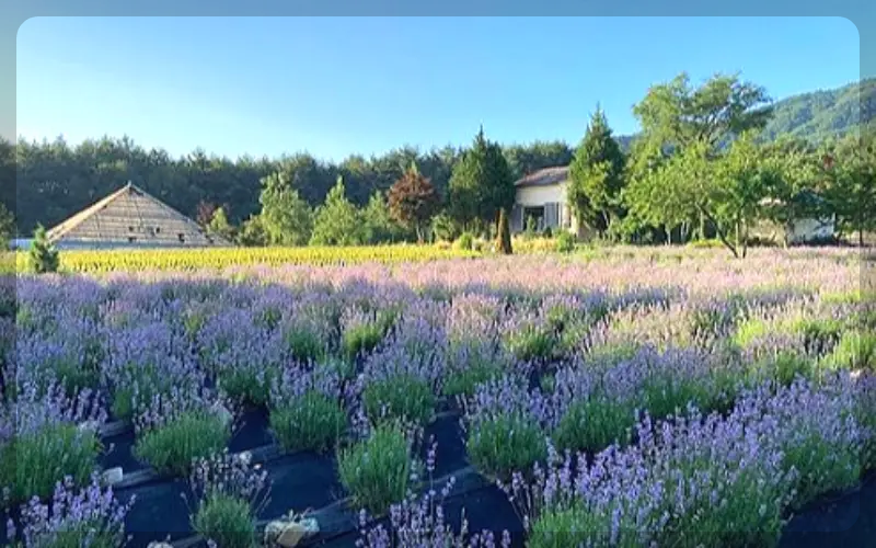 고성 라벤더 축제_7