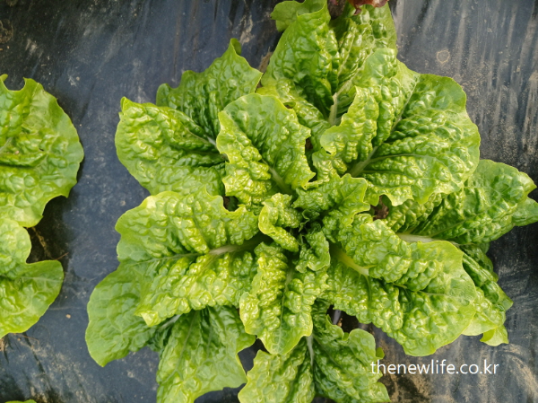 Close-up of Butterleaf lettuce with crinkled, glossy green leaves-반짝이는 주름진 잎이 특징인 버벌 리프 상추 클로즈업