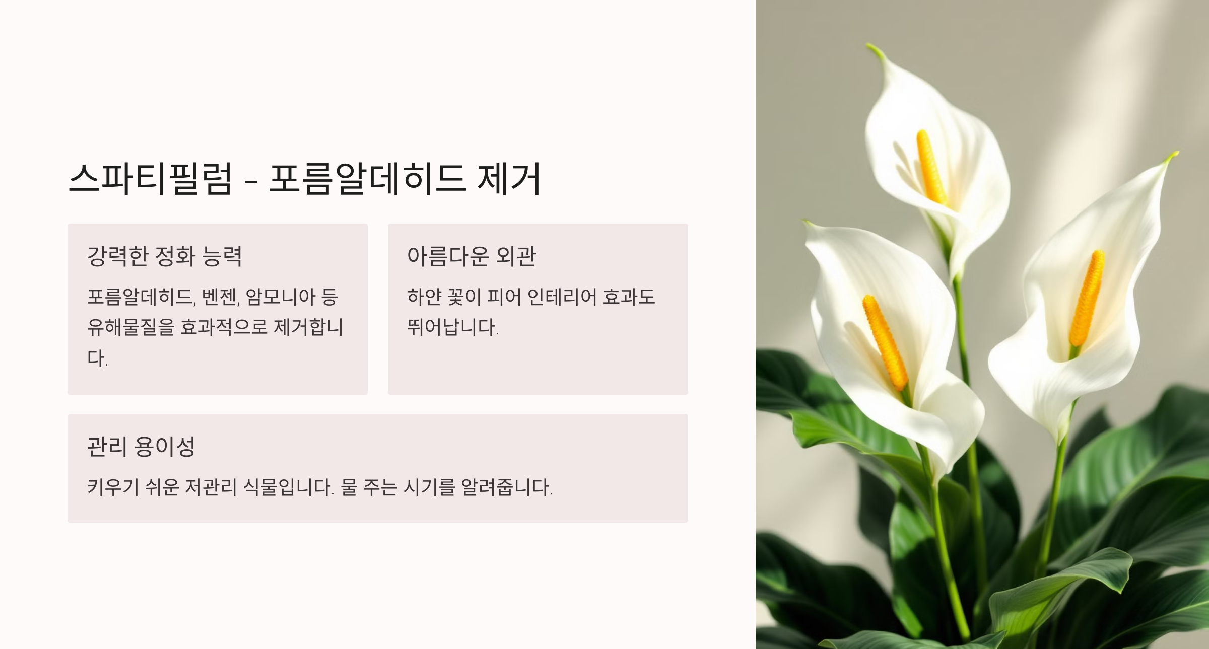 공기정화 식물 사진