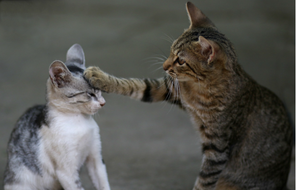 고양이도 ‘왼손잡이’와 ‘오른손잡이’가 있다? – 고양이의 발 편향성 연구