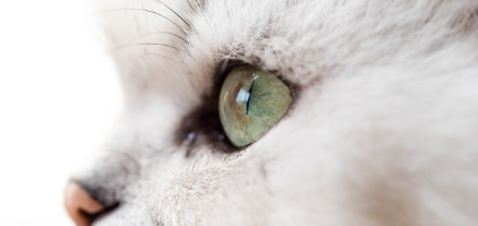 고양이 눈동자